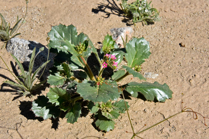 Aliciella latifolia, Broad-leaf Gily-flower